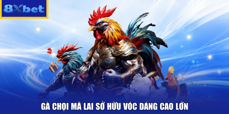 Gà chọi Mã Lai sở hữu vóc dáng cao lớn 
